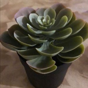 Meet your Posher, Nina